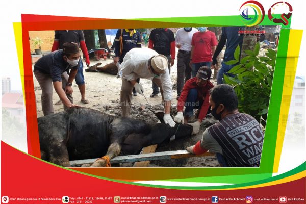 Mesjid Al-Mustasyfa RSUD Arifin Achmad Provinsi Riau gelar pemotongan hewan kurban